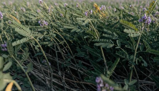 An alfalfa stand in flower, purple blooms scattered through dense green stems, some lodged and dusty.