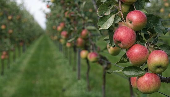 Red apples in clusters on a trellised orchard tree, with the mown grass alley and next row behind.