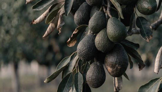 Dark pebbled avocados hanging in clusters on an orchard branch among leathery leaves.
