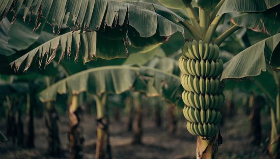 A green hand of bananas hanging beneath the split, wind-torn leaves of a plantation plant.