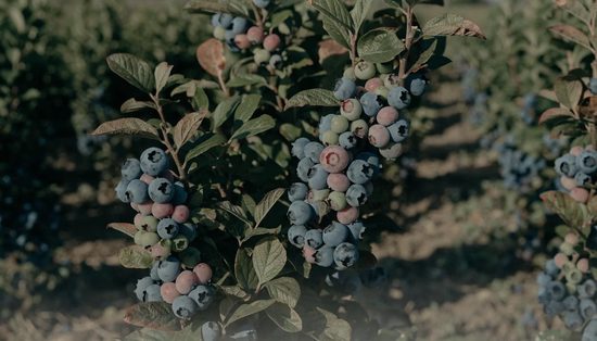 Highbush blueberry clusters carrying blue, pink and green berries together on the same bush.