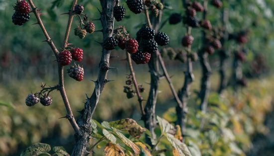 Blackberries and raspberries at mixed ripeness along trained cane rows on a wire trellis.