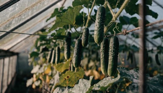 Cucumbers hanging from trained glasshouse vines on wire, among large leaves and worn twine.