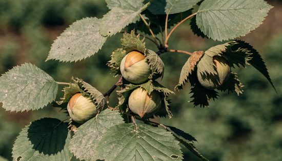 Hazelnut clusters seated in ragged, frilled green husks among broad serrated hazel leaves.