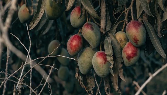 Mangoes blushing red over green, hanging heavy among the long dark leaves of an orchard tree.