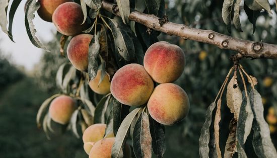 Peaches blushing red over yellow on the branch, among narrow leaves in a commercial orchard.