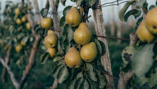 Green-gold pears hanging in twos and threes on a trained orchard tree with wire trellis behind.