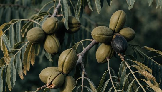 Pecans in smooth ridged green husks clustered at a branch tip, one splitting to show the shell.