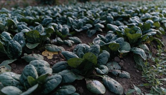 A dense bed of baby-leaf spinach close to the soil, with bare patches and soil-splashed leaves.