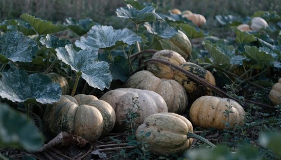 Squash and pumpkins lying on the ground among broad prickly vine leaves in a field.