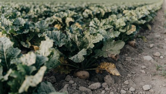 Broad crinkled sugar beet leaves in rows, with a few pale crowns showing at soil level.
