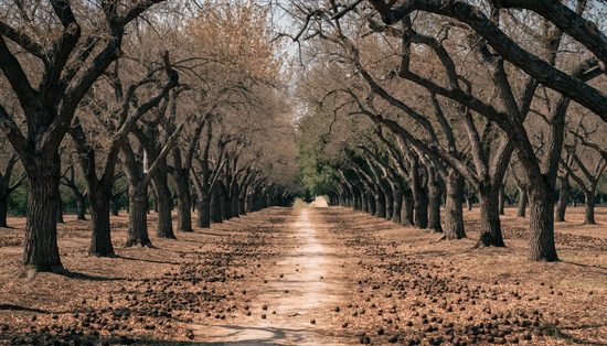 A mature nut orchard down the rows, tall open canopies above a bare swept alley floor.
