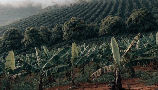 A tropical plantation hillside, banana plants in front with mango trees and shaded coffee behind.