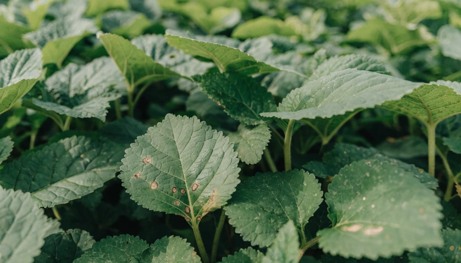 A close view over a mixed vegetable canopy with a few leaves carrying early blemishes.