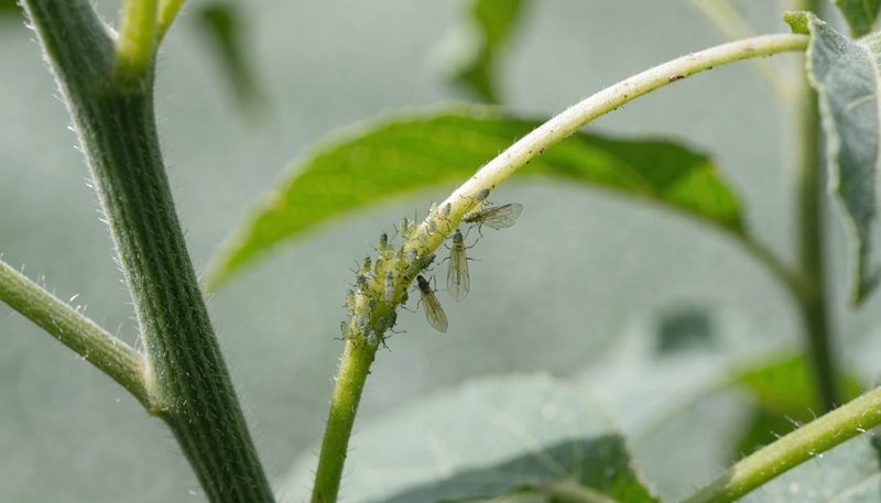A small aphid colony on one tomato shoot tip, with slight leaf curl confined to that tip.