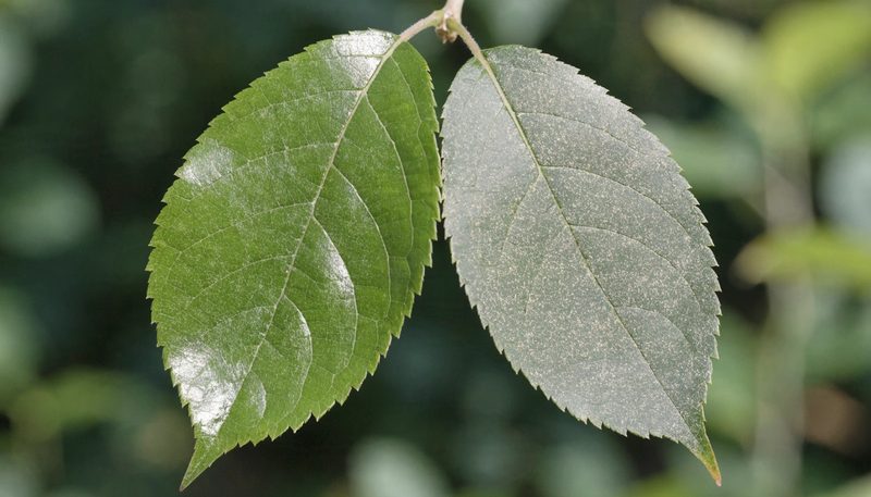 A lightly bronzed, speckled apple leaf beside a healthy one on the same shoot.