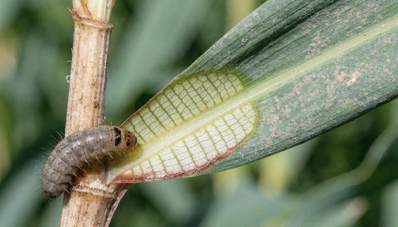 An armyworm larva on a maize stem beside a small window-paned leaf area.