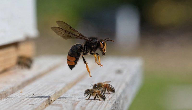 An Asian hornet on a hive landing board among honeybees.