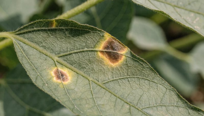 Two angular water-soaked lesions bounded by veins on a bean leaf.