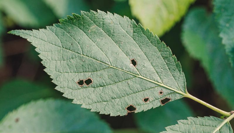 A few shot-holes where infected spots have dropped from a cherry leaf.
