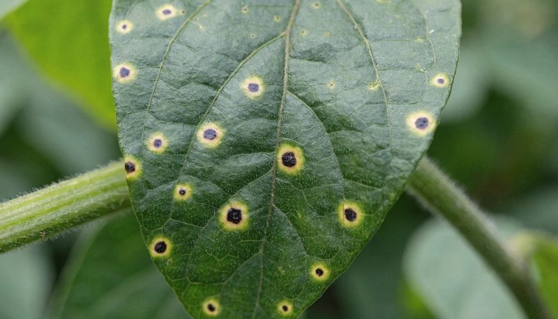 Small dark water-soaked spots with yellow halos scattered on a pepper leaf.