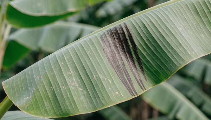 A few narrow dark streaks along the veins of one section of a banana leaf.