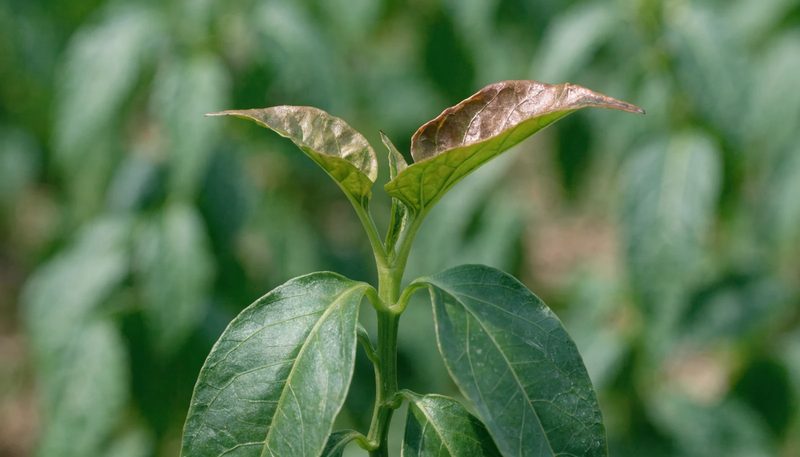 A pepper shoot tip with slight cupping and bronzing on the newest leaves only.