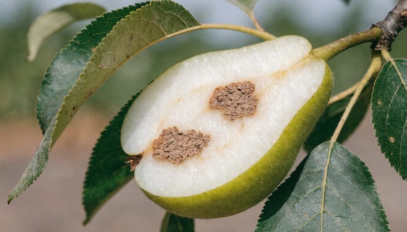 Two small brown corky flecks in the flesh of a halved pear.