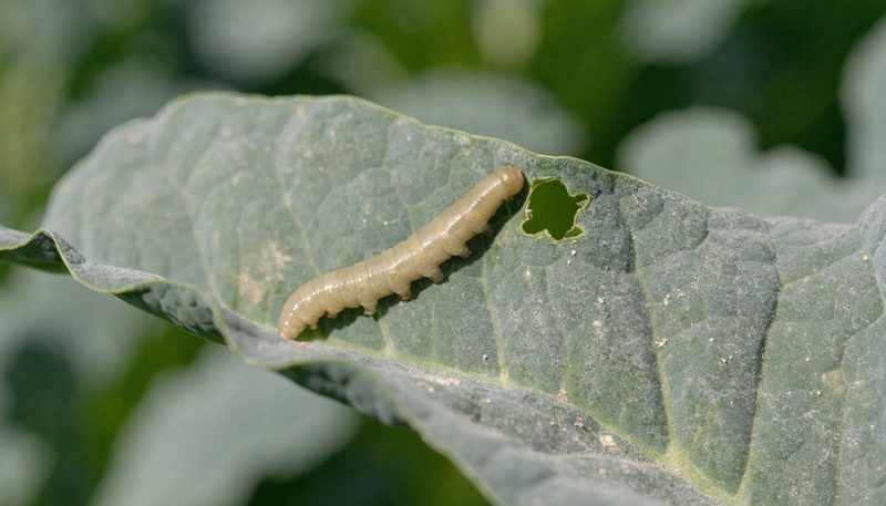 A looper caterpillar arching beside one ragged hole in a broccoli leaf.