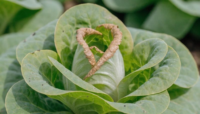 Light brown crisping on the inner leaf margins of a lettuce head.