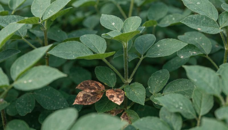 A small pocket of browning foliage low in an otherwise green canopy.