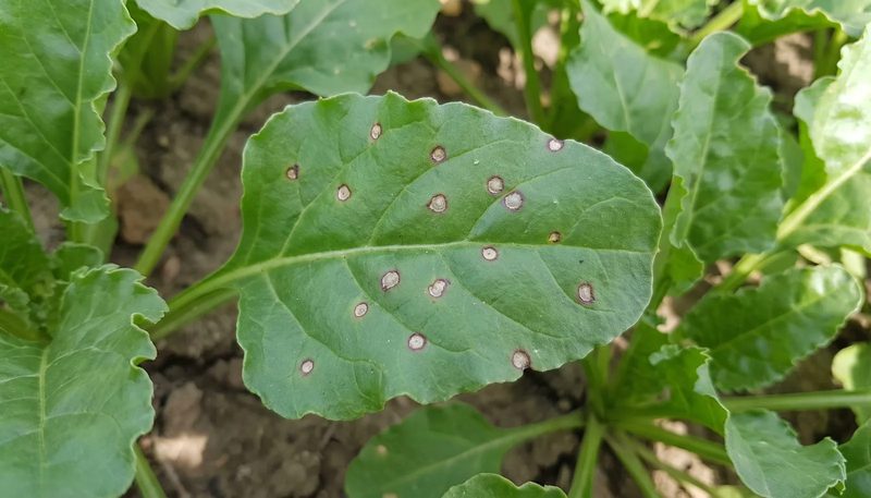 Circular spots with pale centres and purple borders scattered across a green sugar beet leaf.