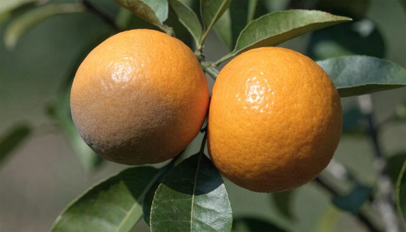 A citrus fruit with a light bronzed russet patch on one shoulder.