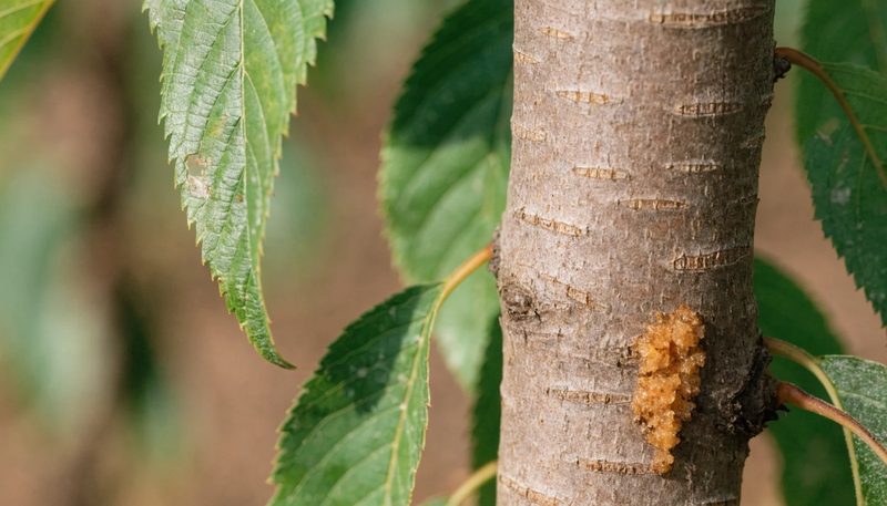 Amber frass at a single borer entry point on peach trunk bark.