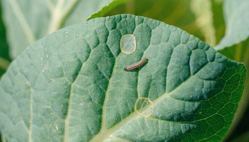 A diamondback larva and two windowpane feeding spots on a cabbage leaf.
