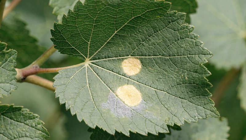 Two pale oilspot lesions on a grape leaf with faint downy growth beneath one.
