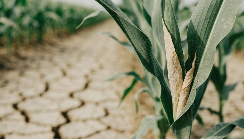 Cracked dry soil between rows with maize leaves rolled at midday.