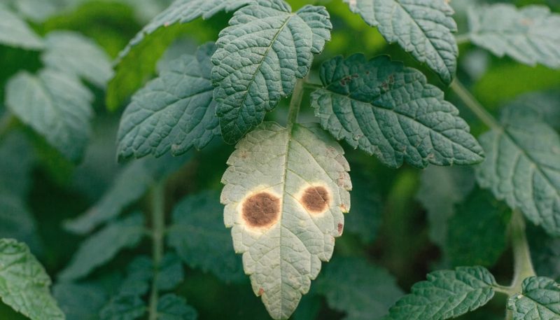 Two concentric-ringed early blight lesions on a lower tomato leaf.
