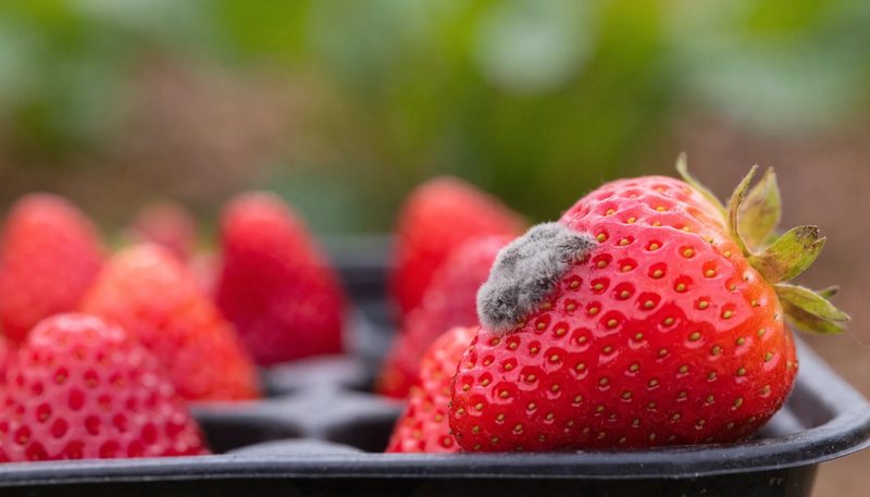 One strawberry with a small patch of grey mould among clean berries.