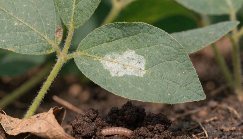 Granular castings on the soil surface with one worm partly visible.