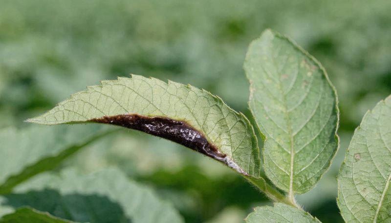 One dark water-soaked late blight lesion at the margin of a potato leaflet.
