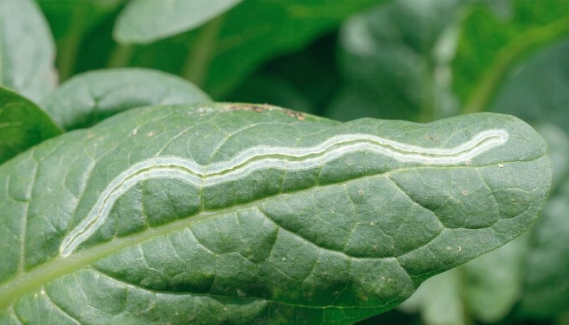 A single pale serpentine leaf-miner trail across an otherwise clean spinach leaf.