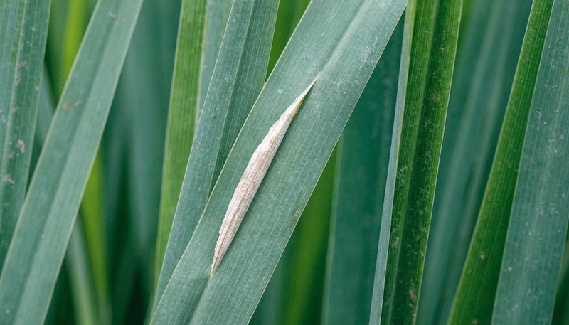 A single folded rice leaf with pale scraped tissue, among normal leaves.