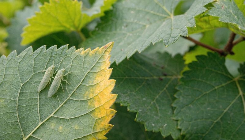 Two green leafhoppers on a grape leaf with slight marginal yellowing.