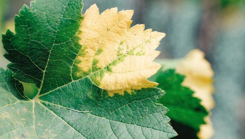 Interveinal yellowing with green veins on an older grape leaf.