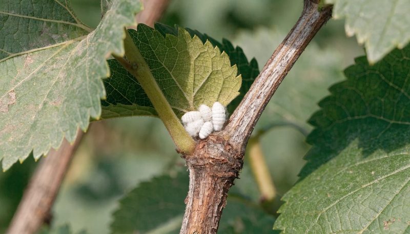 A small white mealybug cluster in one grapevine leaf axil.