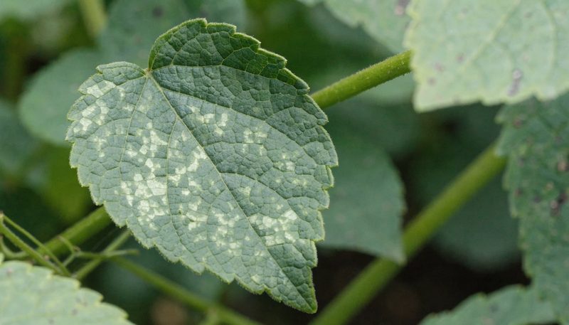 A light and dark green mosaic mottle on a cucumber leaf.