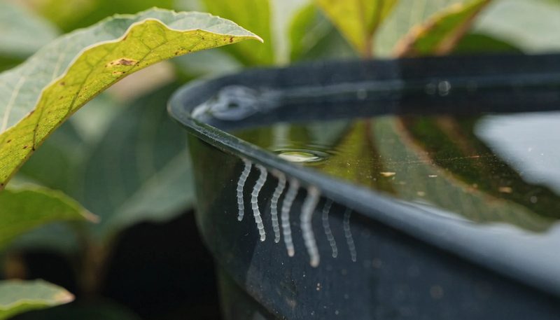 Mosquito larvae hanging below the surface of still water.