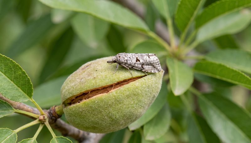 An adult navel orangeworm moth at rest on an almond hull at the beginning of hull split.