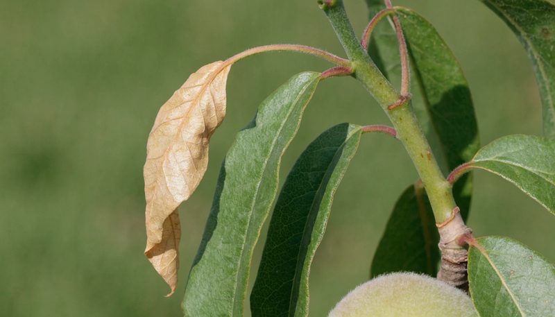 A peach shoot with one wilted flagging terminal.